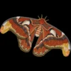 Junior's Design By Humans Atlas Moth By Myartlovepassion T-Shirt -Cheap Clad Fine Store GUEST db8c6c6d 2ada 4776 8d3b 5313f2a55b5c